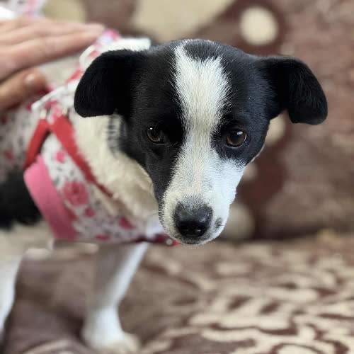 Psy ze schroniska do adopcji Bonzita 