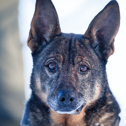 Psy ze schroniska do adopcji Baster