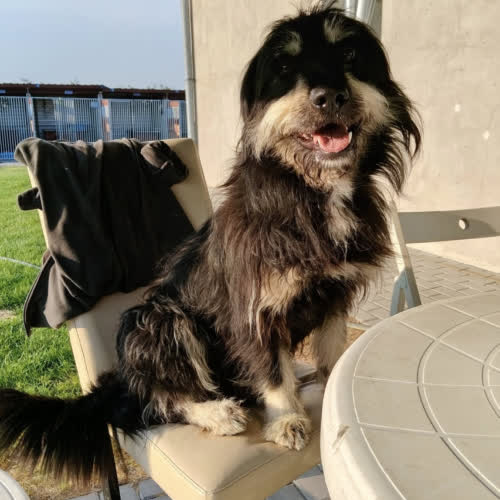 Psy ze schroniska do adopcji WERNER 