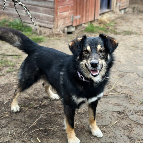 Psy ze schroniska do adopcji Nibo