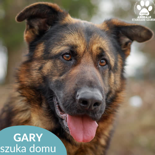Psy ze schroniska do adopcji Gary