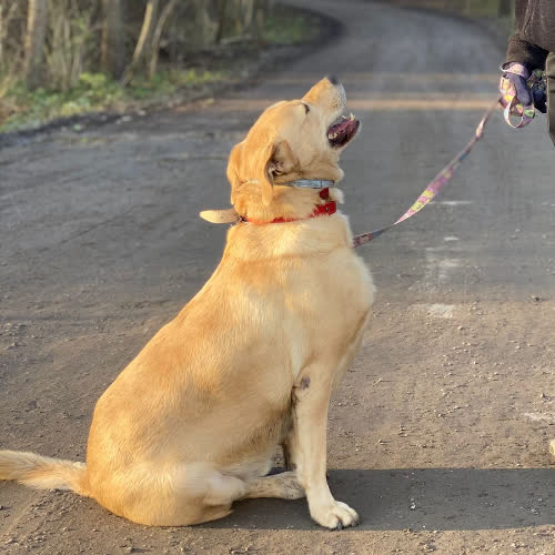 Psy ze schroniska do adopcji Lazur