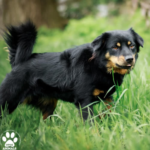 Psy ze schroniska do adopcji Napoleon