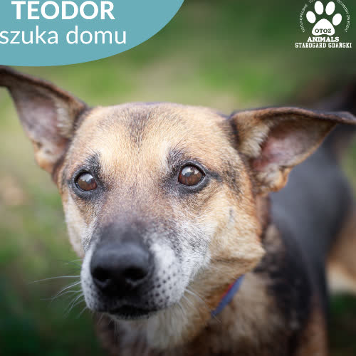 Psy ze schroniska do adopcji Teodor