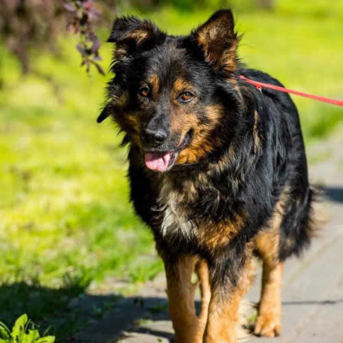 Psy ze schroniska do adopcji Yogi grzecznosciowo 