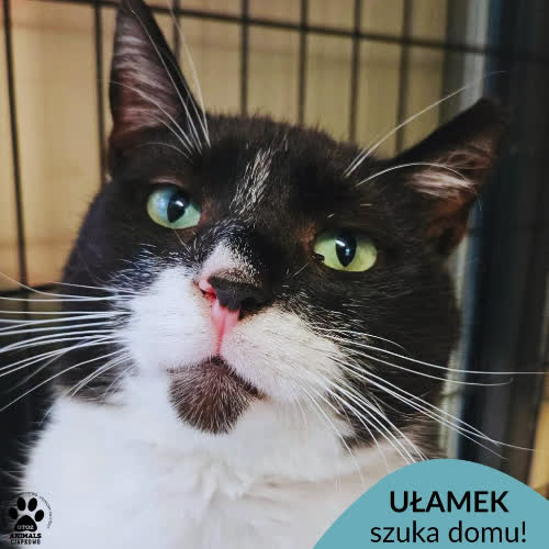 Ułamek