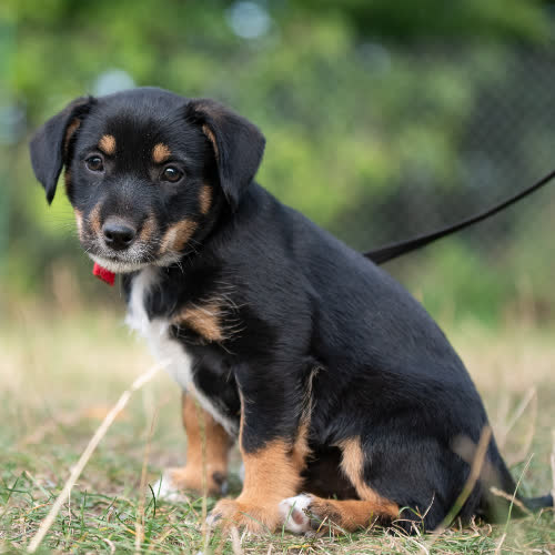 Psy ze schroniska do adopcji Dzieciak Chillotte
