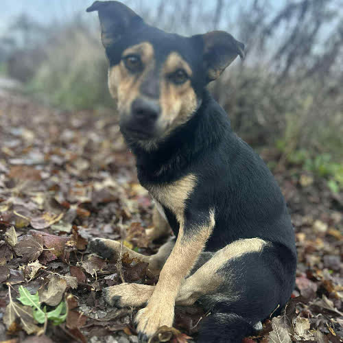 Psy ze schroniska do adopcji Kozak 