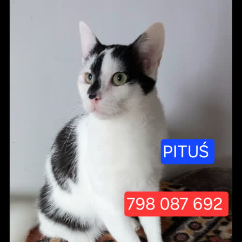 Pituś 