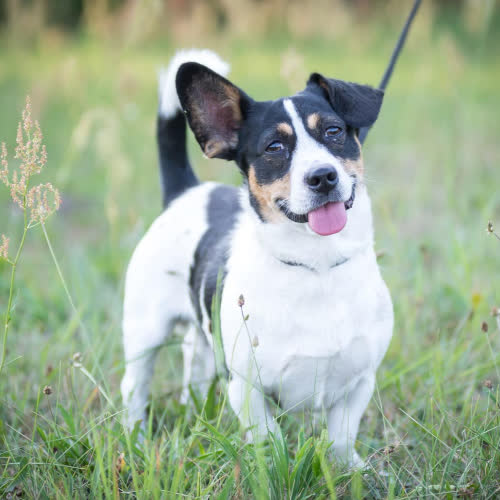 Gacek 8 kg grzecznościowo 