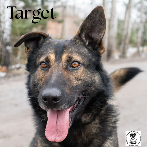 Psy ze schroniska do adopcji łagodny TARGET