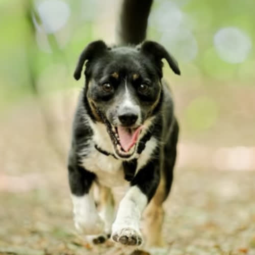 Psy ze schroniska do adopcji Gutek