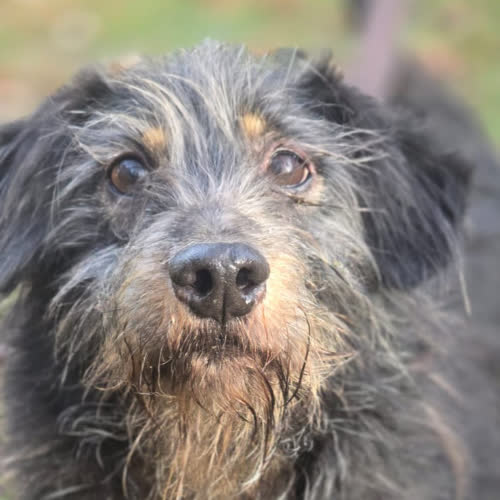 Psy ze schroniska do adopcji Urwis 