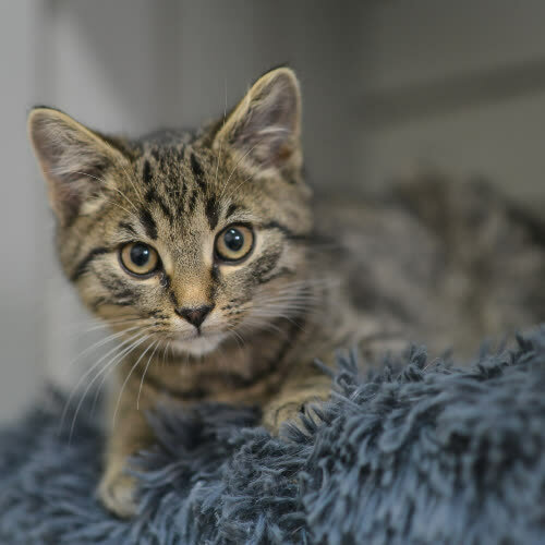 Koty ze schroniska do adopcji Geralt