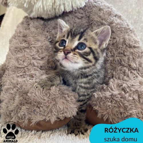 Różyczka i Stokrotka 