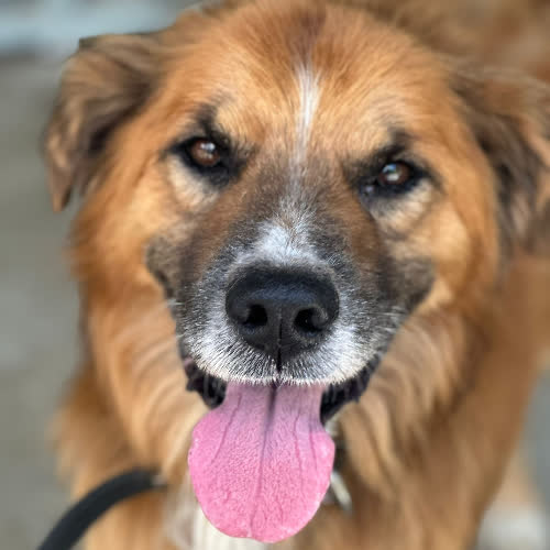 Psy ze schroniska do adopcji Boston 