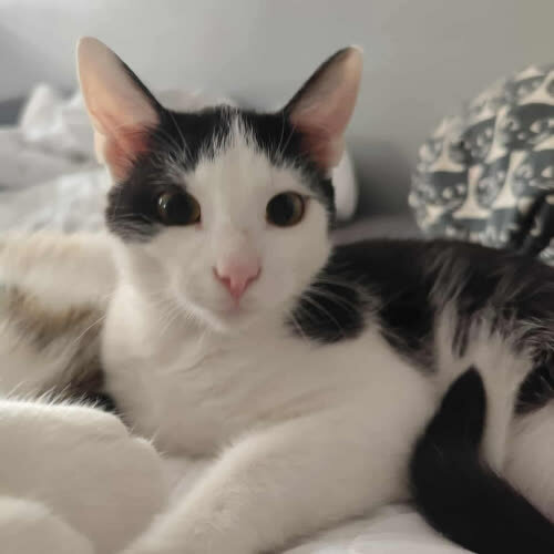 Koty ze schroniska do adopcji Dante