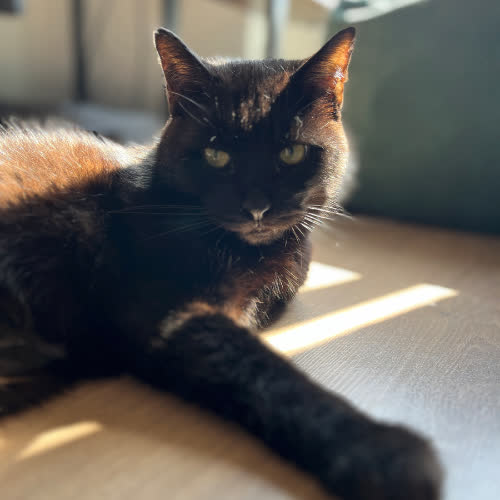 Koty ze schroniska do adopcji Kundera