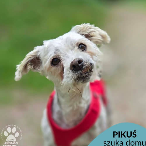 Pikuś