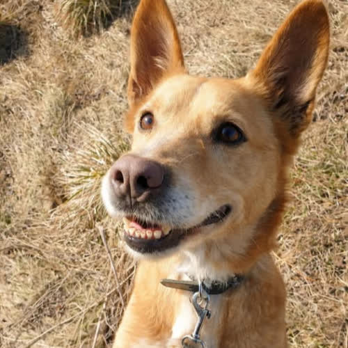 Psy ze schroniska do adopcji Sparki 