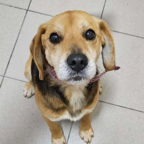 Psy ze schroniska do adopcji Bingo 