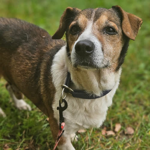 Psy ze schroniska do adopcji Ajki