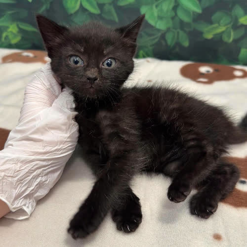 Koty ze schroniska do adopcji Buba