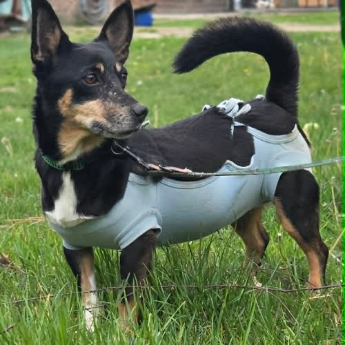 ...