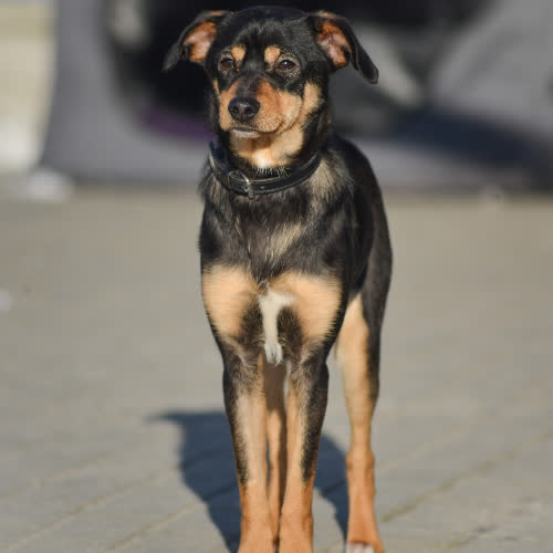 Psy ze schroniska do adopcji Gaja
