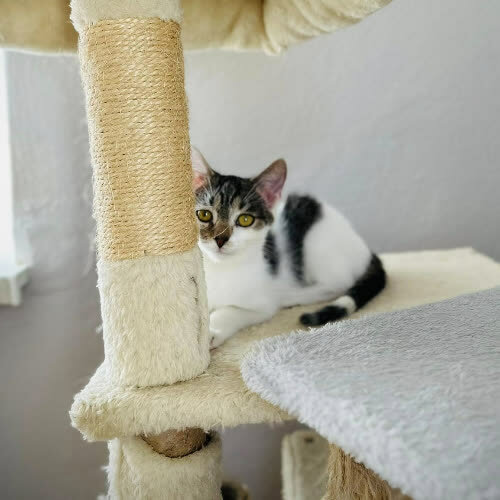 Koty ze schroniska do adopcji Żelek