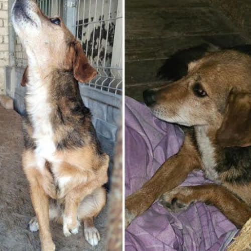 Psy ze schroniska do adopcji Kapitan