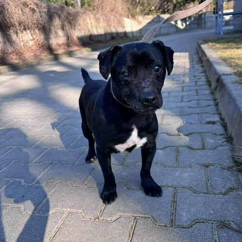 Psy ze schroniska do adopcji Oreo