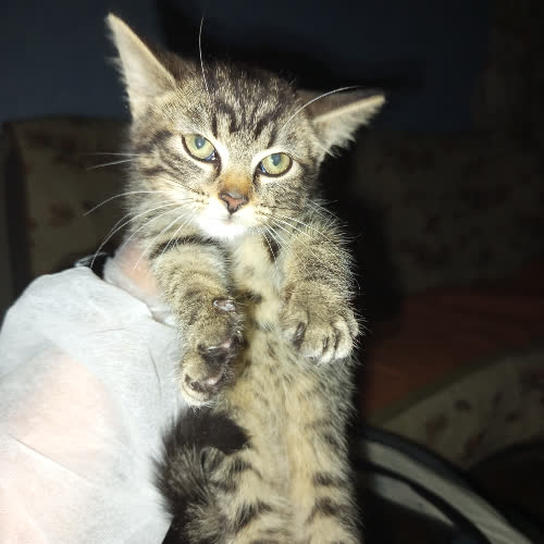 Sid