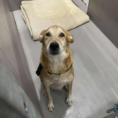 Psy ze schroniska do adopcji Biszkopt