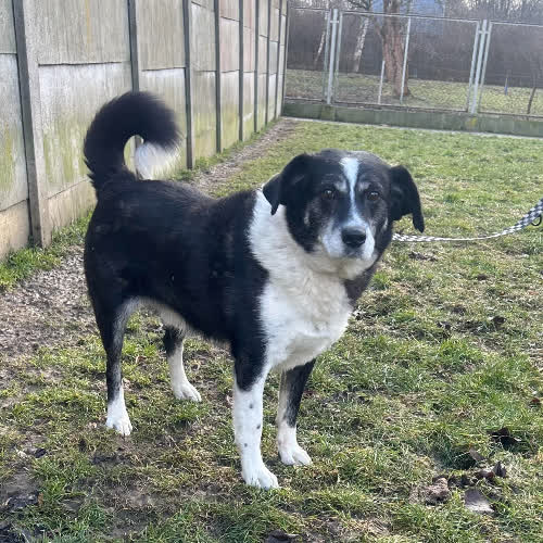 Psy ze schroniska do adopcji Cezar 