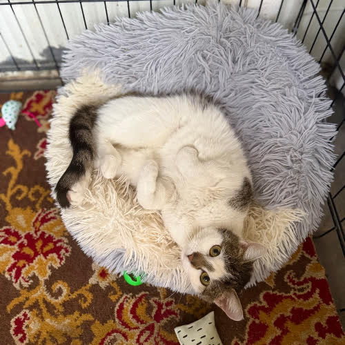 Koty ze schroniska do adopcji Tosia