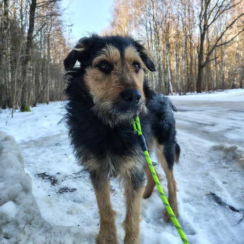 Psy ze schroniska do adopcji Beri 