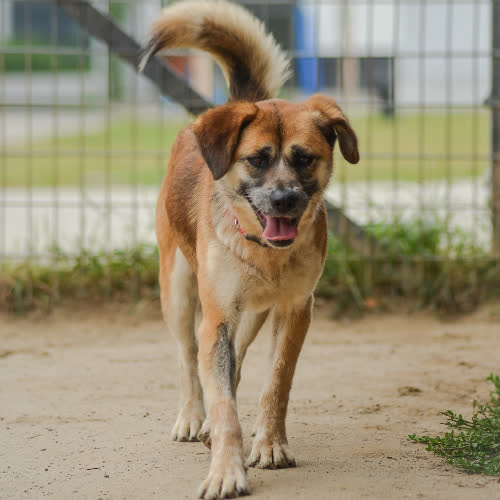 Psy ze schroniska do adopcji Bella