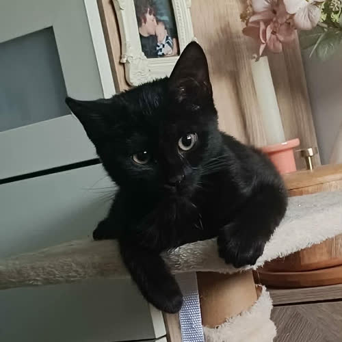 Koty ze schroniska do adopcji Kebcia