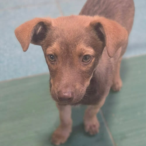 Psy ze schroniska do adopcji Szczeniak Kokonut 