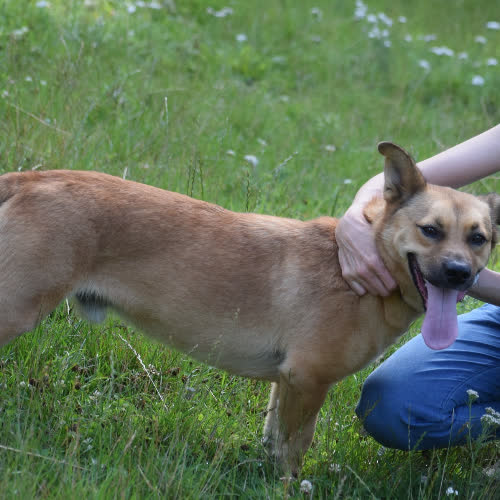 Psy ze schroniska do adopcji Russell
