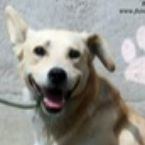 Psy ze schroniska do adopcji Bondi