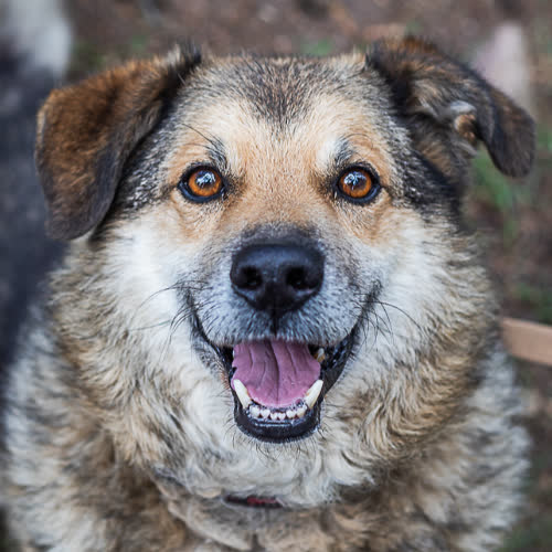 Psy ze schroniska do adopcji Rambo