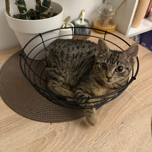 Koty ze schroniska do adopcji Azizam