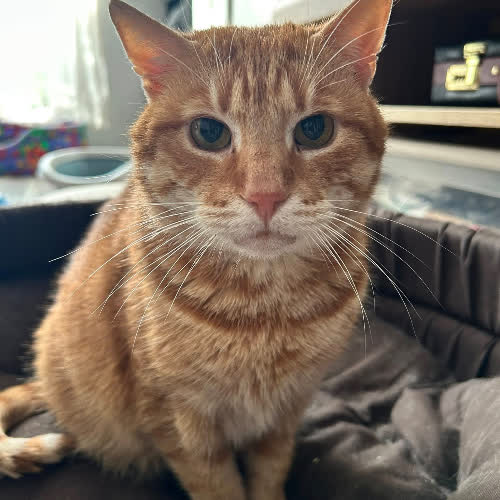 Koty ze schroniska do adopcji Cheddar grzecznosc