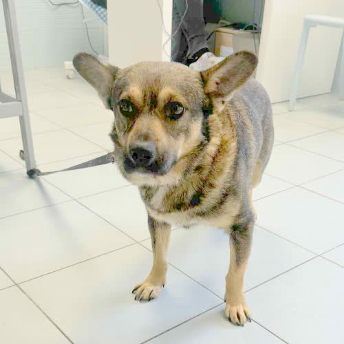 Psy ze schroniska do adopcji Wirnik