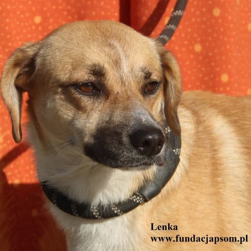 Psy ze schroniska do adopcji Lenka