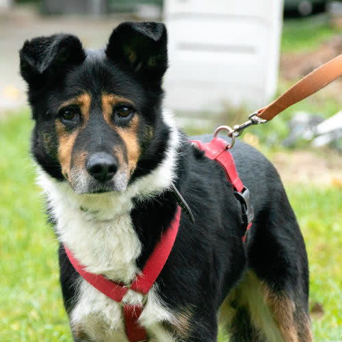 Psy ze schroniska do adopcji Kajetan