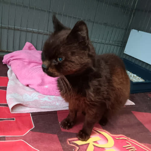 Koty ze schroniska do adopcji B35