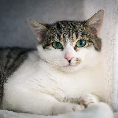 Koty ze schroniska do adopcji Sławek